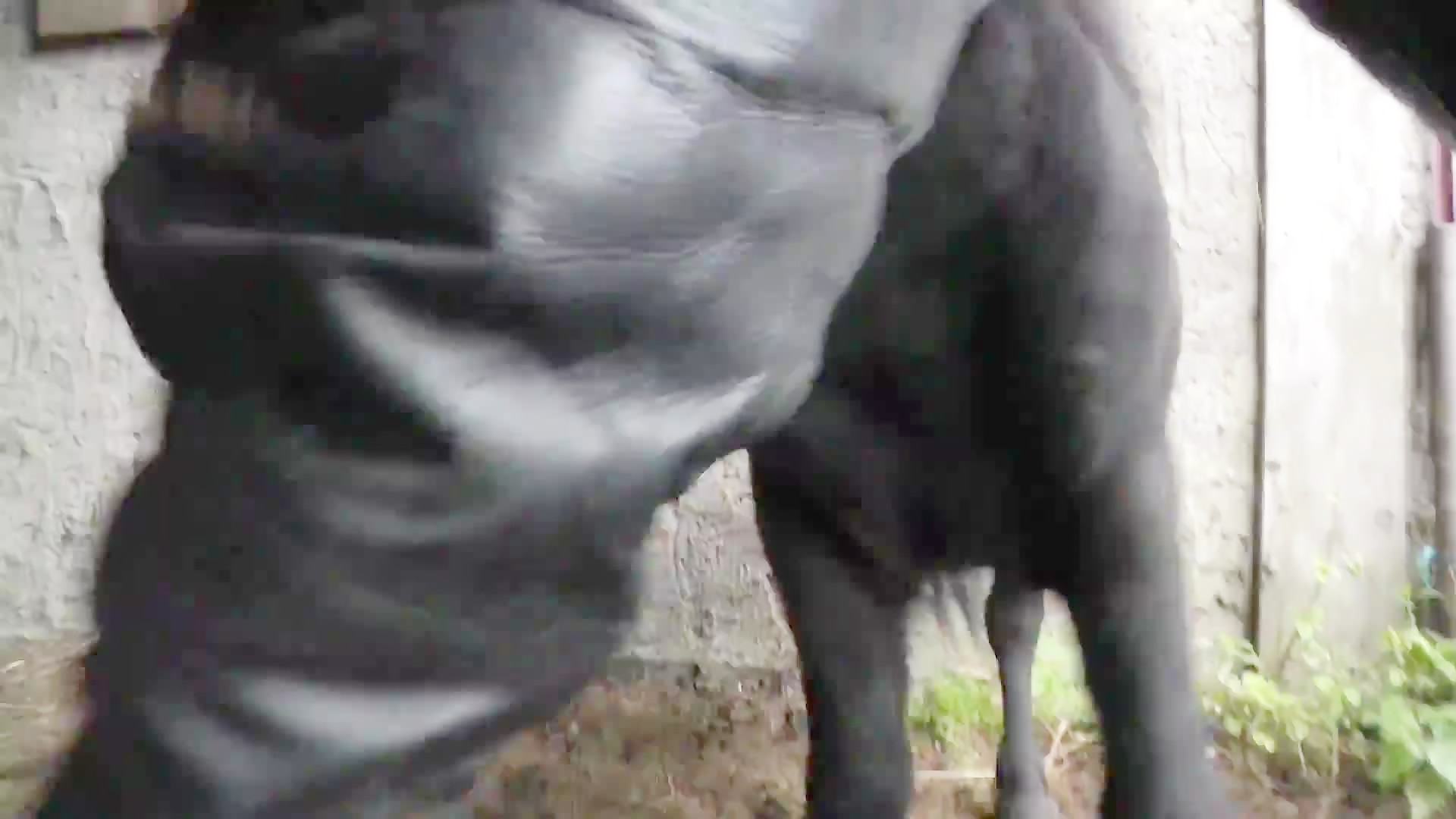 Blowing and fucking a big stallion - Zoofilia Videos - BestialZoo
